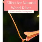 Effective Natural Weed Killer