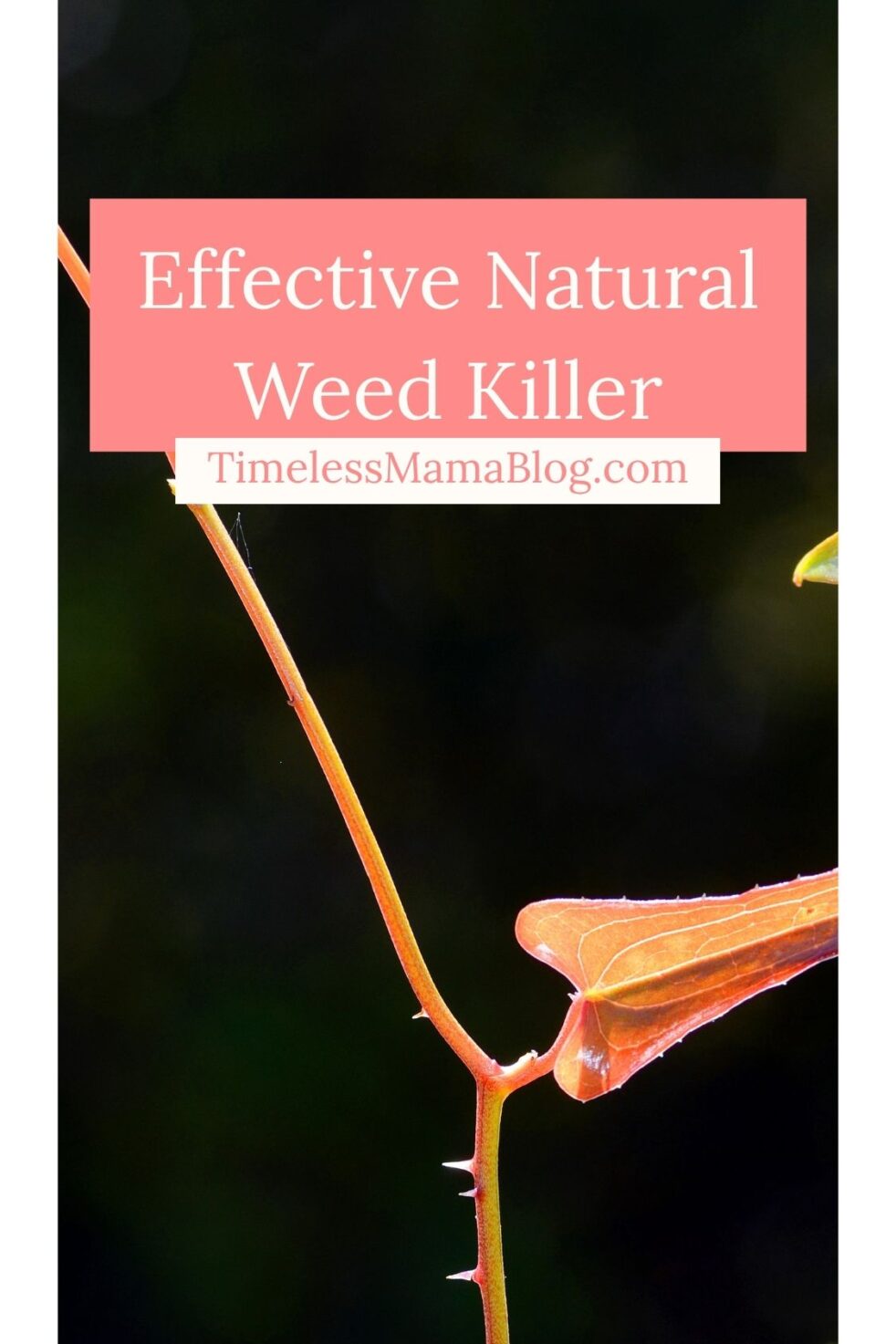Effective Natural Weed Killer