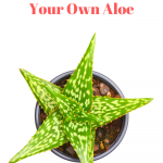 5 Reasons to Grow Your Own Aloe