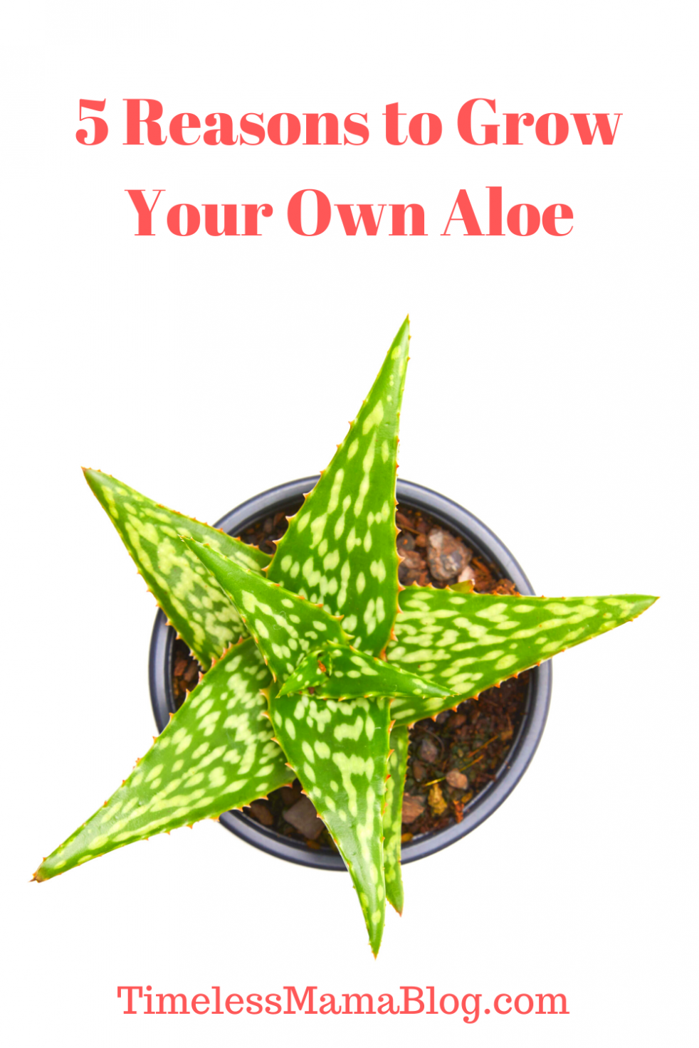 Reasons to grow your own aloe