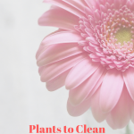 Plants to Clean The Air In Your Home