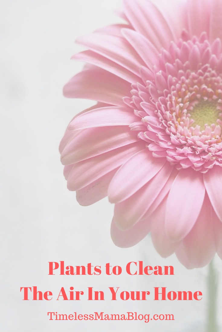 Plants to Clean The Air In Your Home